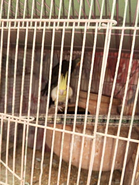 cockatiel grey and cream pair 2