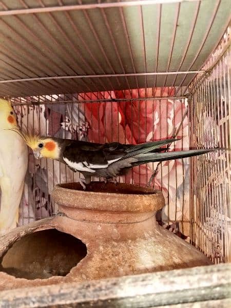 cockatiel grey and cream pair 3