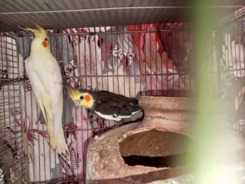 cockatiel grey and cream pair 5