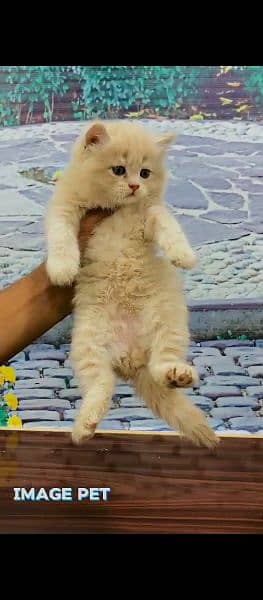 persian triple coated Balo kitten 1
