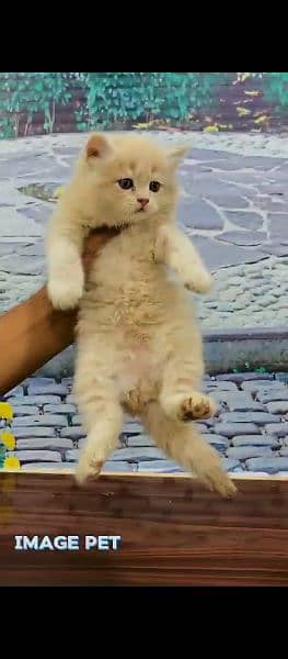 persian triple coated Balo kitten 2