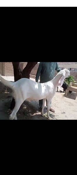 Rajan puri goat for sale 100 kg 0