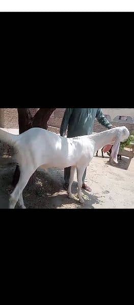Rajan puri goat for sale 100 kg 1