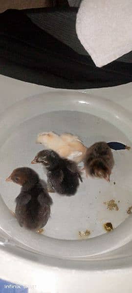 White Hera Aseel ka chicks for sale 1
