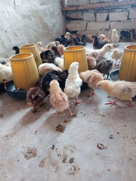 Golden misri chicks 20 days old 2