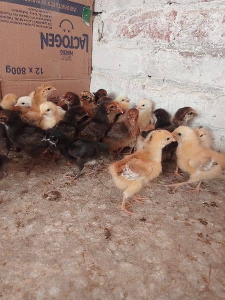 Golden misri chicks 20 days old 3