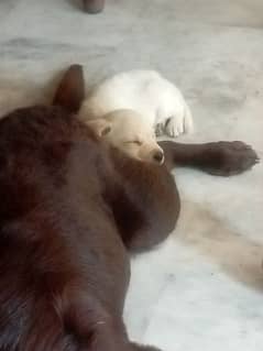 Chocolate Labrador Puppies.