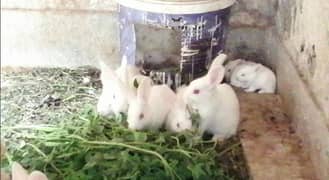 Rabbits Colony Sale 0