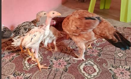 A hen with four chicks 1