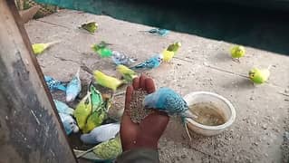 autralian parrots