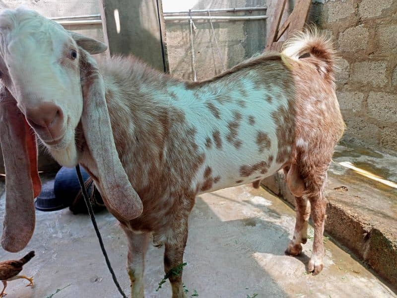male goat 1