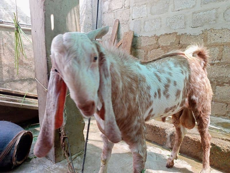 male goat 2