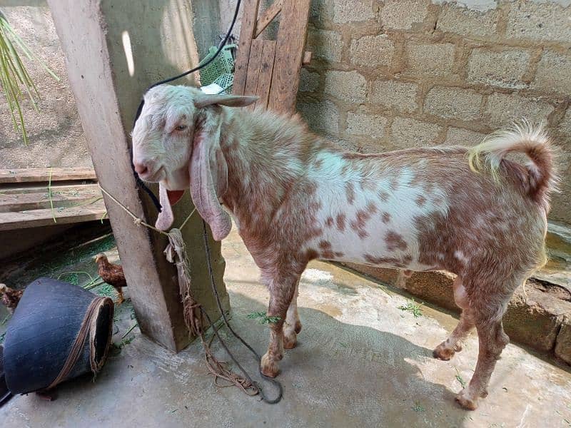 male goat 3