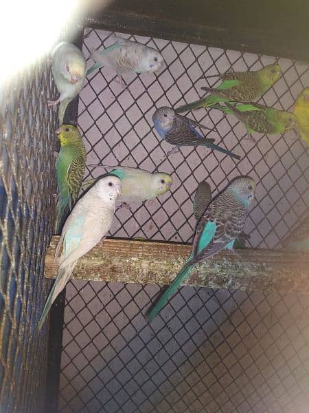 Australian budgies mix 2