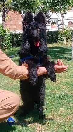 show quality black long coat Gsd male puppy for sale