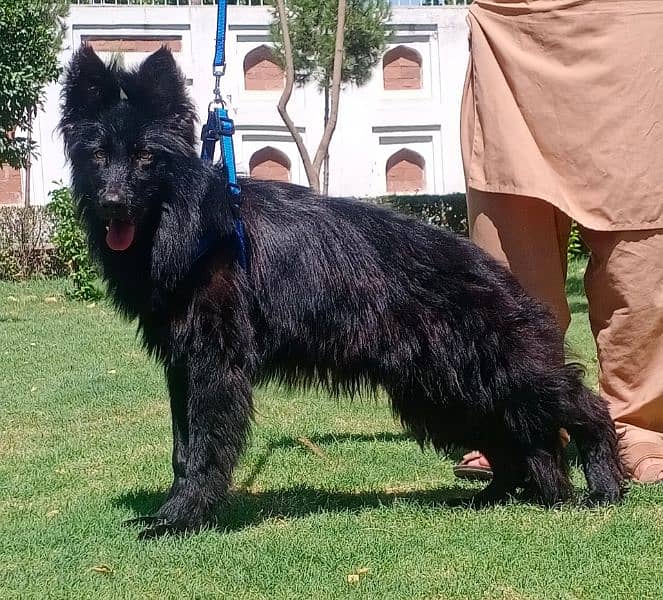 show quality black long coat Gsd male puppy for sale 1