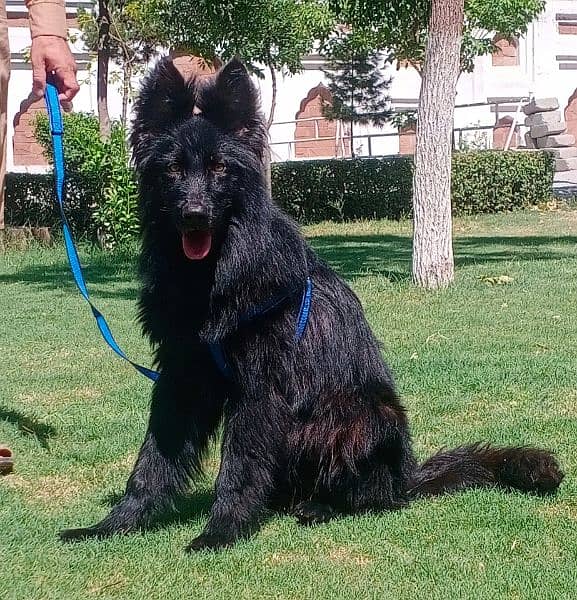 show quality black long coat Gsd male puppy for sale 2