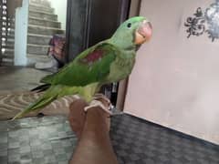 Kashmiri raw talking parrot 0