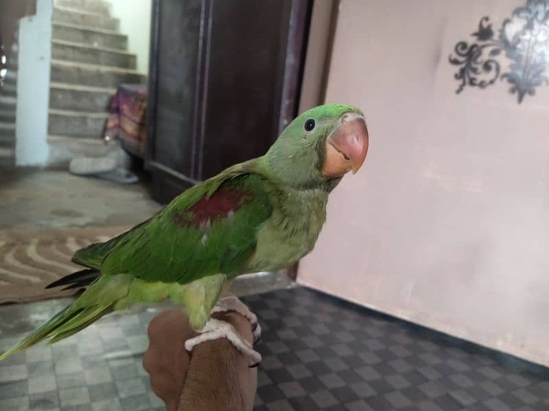 Kashmiri raw talking parrot 1