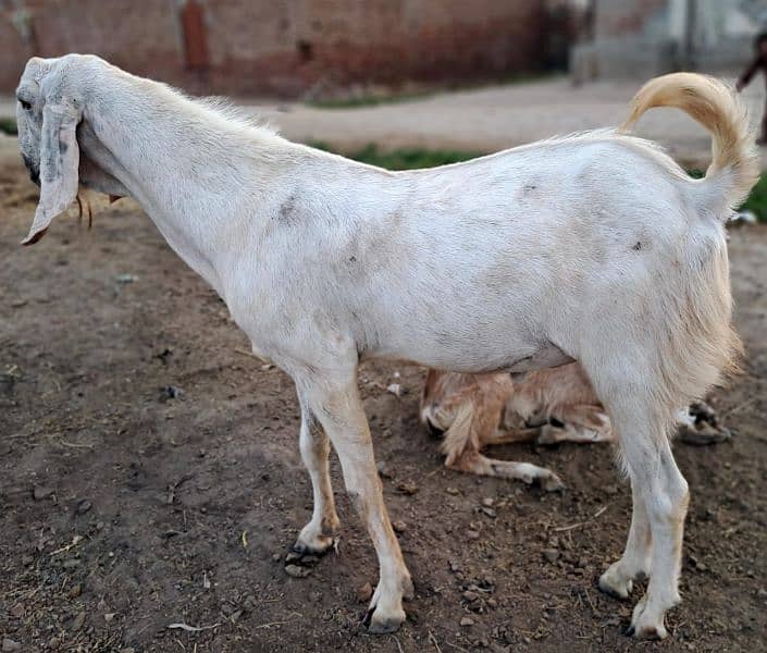 Rajanpuri MIX Pure White  Male for sale  whatsapp 03019625720 0