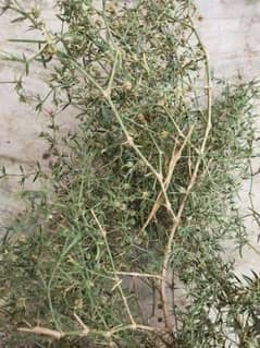 Herbal Plant Fagonia | Dhamasa Booti | Plant | Herbal | Use 0