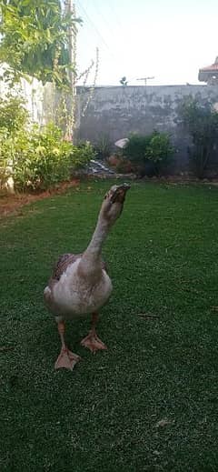 long neck duck /geese 0