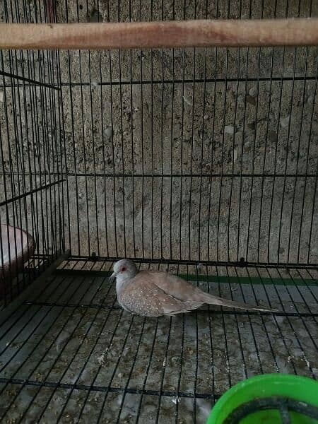 ALL TYPE OF DOVES AND JAVA AVAILABLE 1