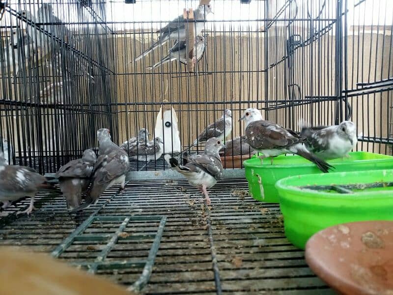 ALL TYPE OF DOVES AND JAVA AVAILABLE 2