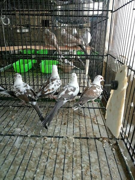 ALL TYPE OF DOVES AND JAVA AVAILABLE 3