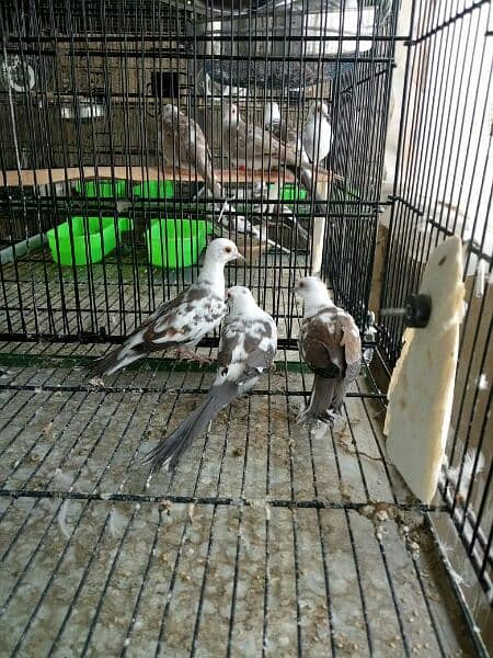 ALL TYPE OF DOVES AND JAVA AVAILABLE 4