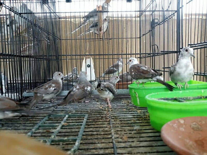 ALL TYPE OF DOVES AND JAVA AVAILABLE 5