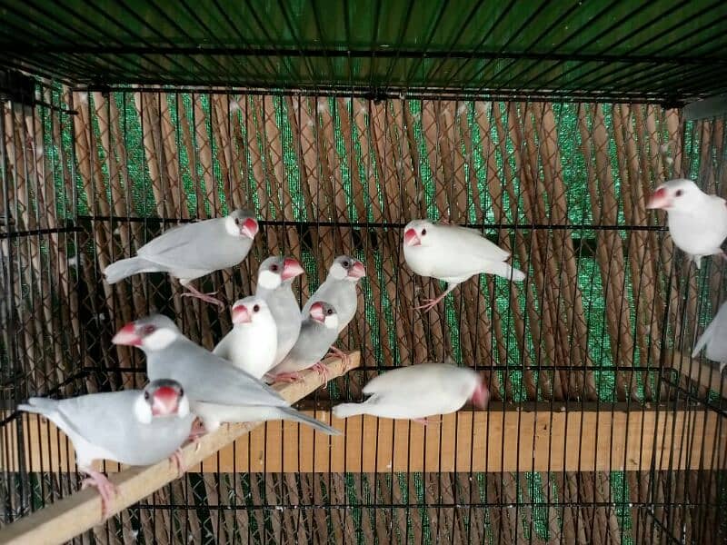 ALL TYPE OF DOVES AND JAVA AVAILABLE 6