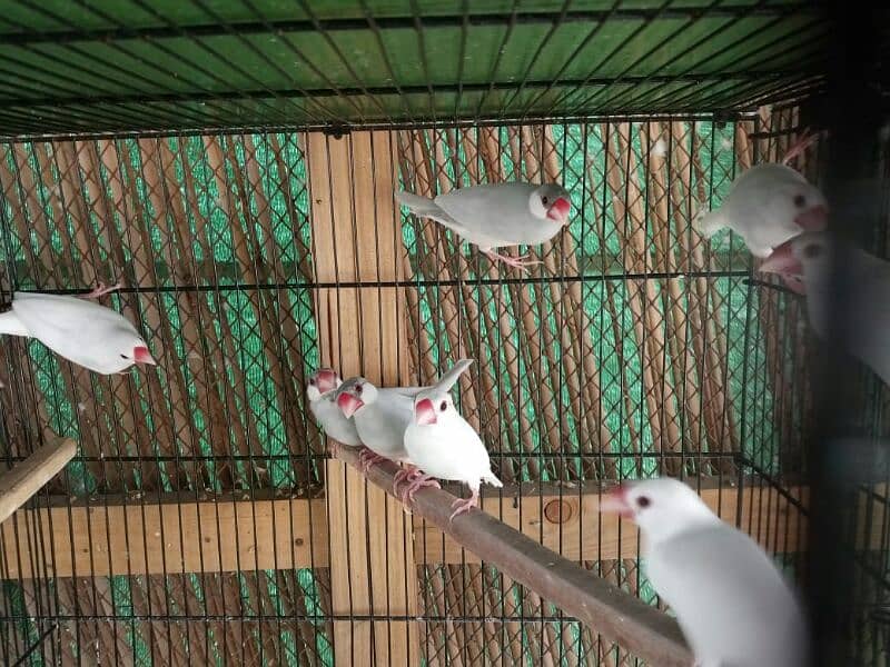 ALL TYPE OF DOVES AND JAVA AVAILABLE 7