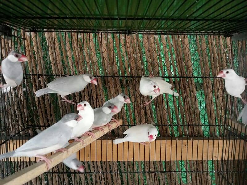 ALL TYPE OF DOVES AND JAVA AVAILABLE 8