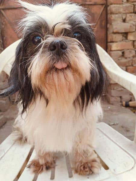 Shihtzu Breeder Male 0