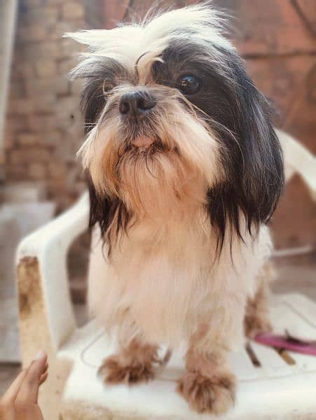 Shihtzu Breeder Male 1