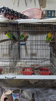 love birds breeder pairs. 0