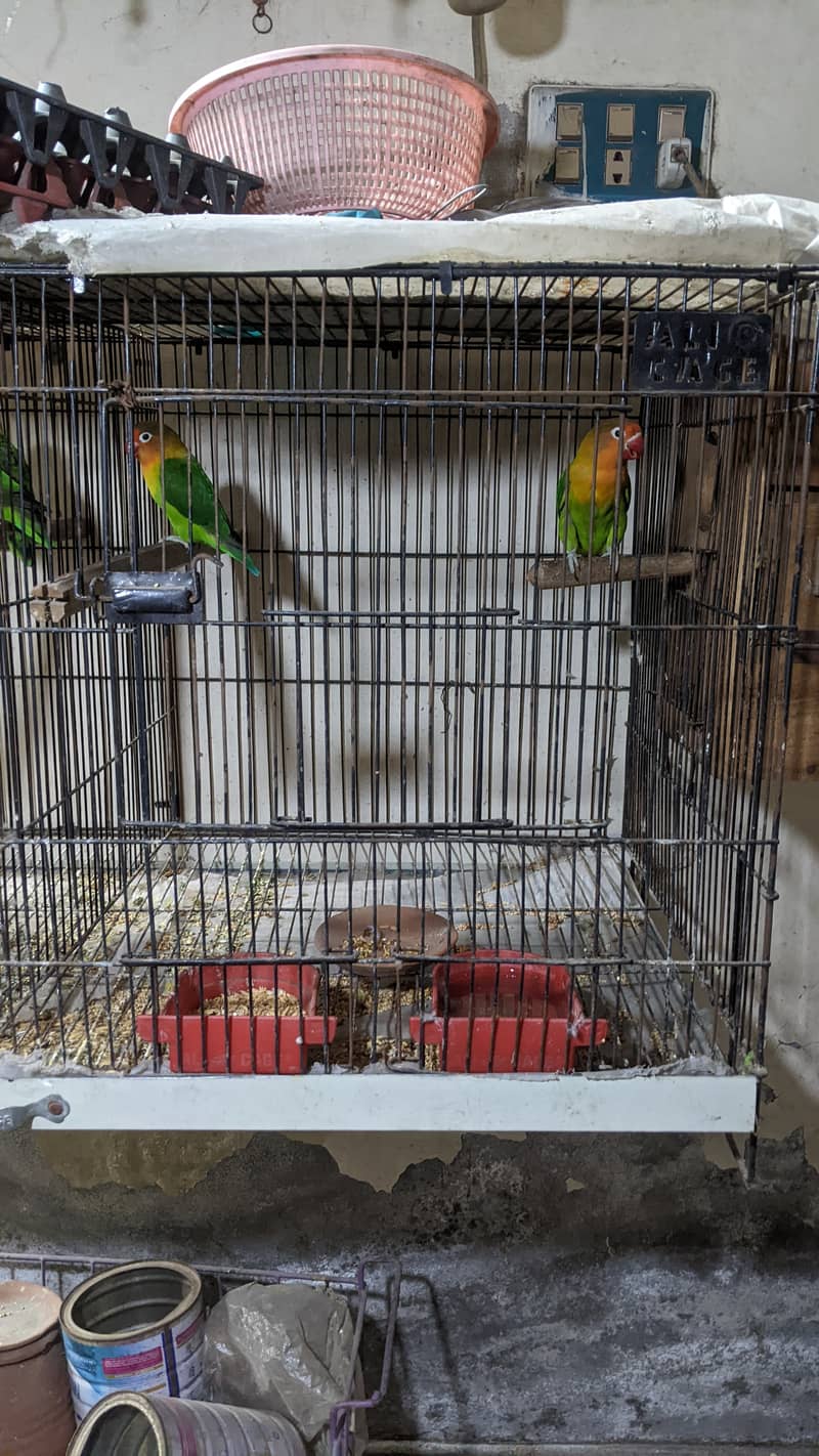 love birds breeder pairs. 3