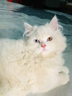 4 months pure Persian white odd eyes