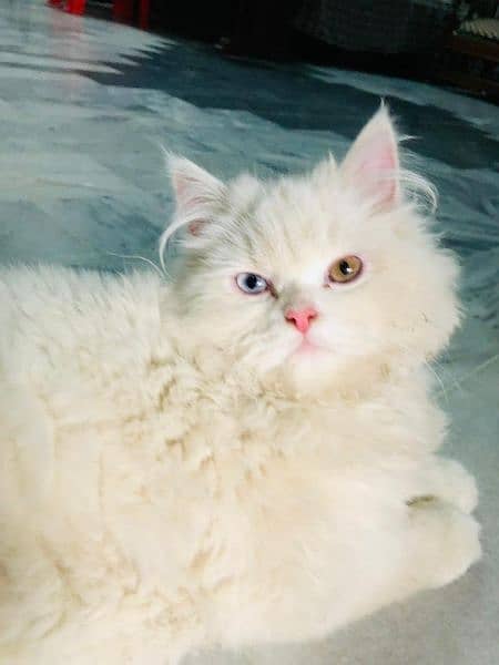 4 months pure Persian white odd eyes 0