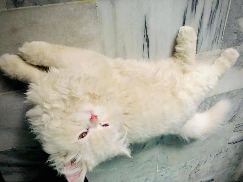 4 months pure Persian white odd eyes 1