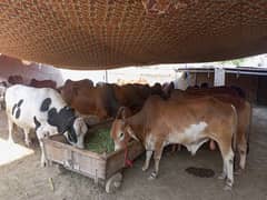 Eid Quban k liay bulls (20 Bashrray)