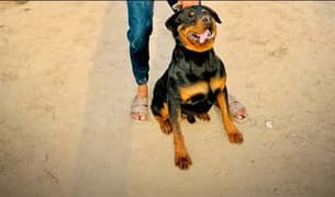 Rottweiler