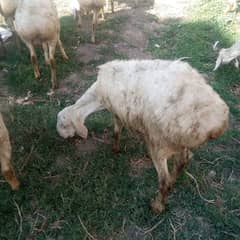 bumba for sale. . 0331-5594606