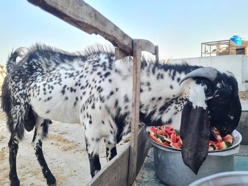 Male GOAT for sale Black Makhi Cheena 1