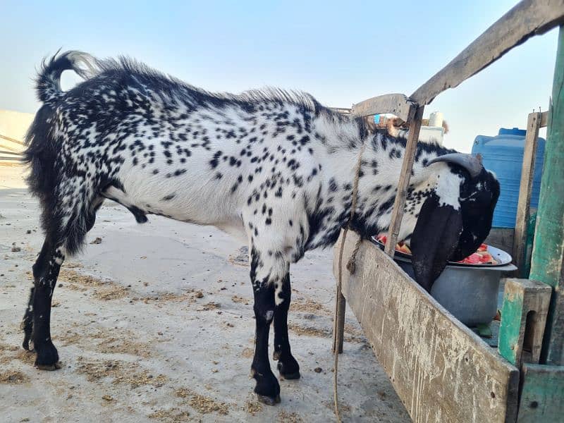 Male GOAT for sale Black Makhi Cheena 3