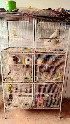 complete setup birds with cage