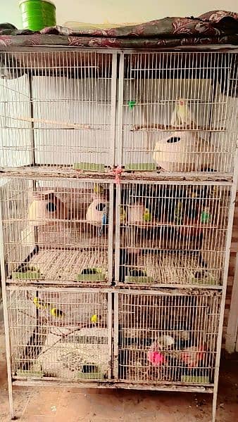 complete setup birds with cage 1