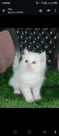 Persian extra long coat Persian cat