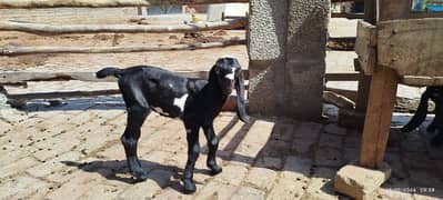 bakri ke bachey pair for sell amratsari breed me03227372146